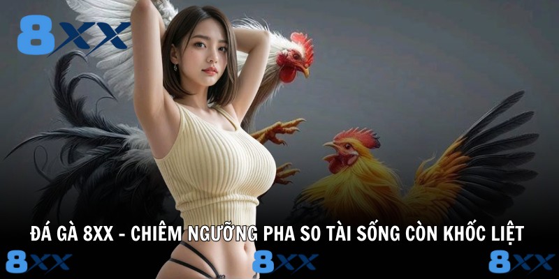 Đá Gà 8XX - Chiêm Ngưỡng Pha So Tài Sống Còn Khốc Liệt