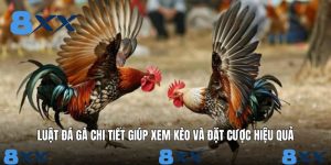Luật Đá Gà Chi Tiết Giúp Xem Kèo Và Đặt Cược Hiệu Quả