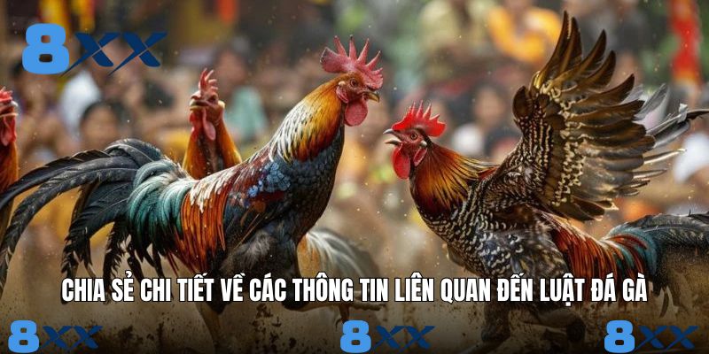 Chia sẻ chi tiết về các thông tin liên quan đến luật đá gà