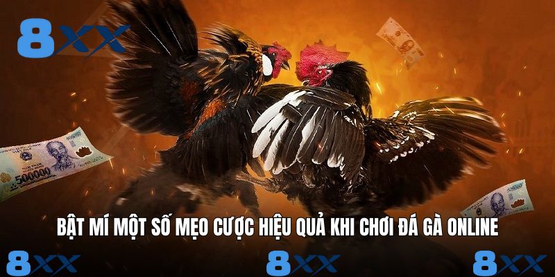 Bật mí một số mẹo cược hiệu quả khi chơi đá gà online