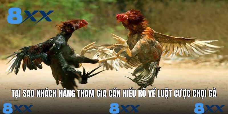 Tại sao khách hàng tham gia cần hiểu rõ về luật cược chọi gà